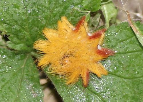 Réf. 233 744 : Acronicta aceris